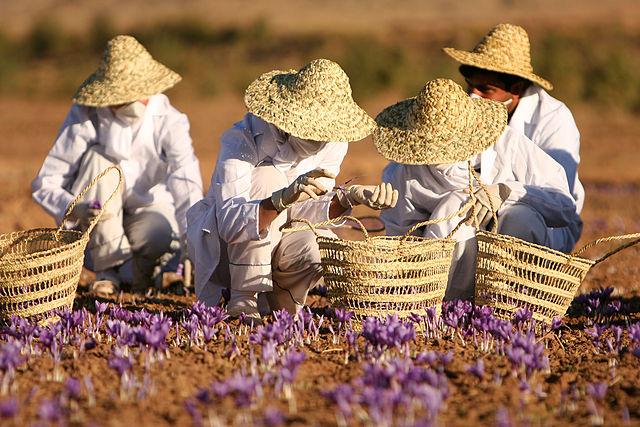 Un grupo de personas, con sombrero, colectando flores en canastas.