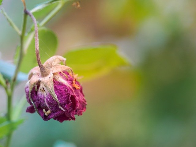una rosa, aún en la planta, muriendo, como símbolo de un final triste.